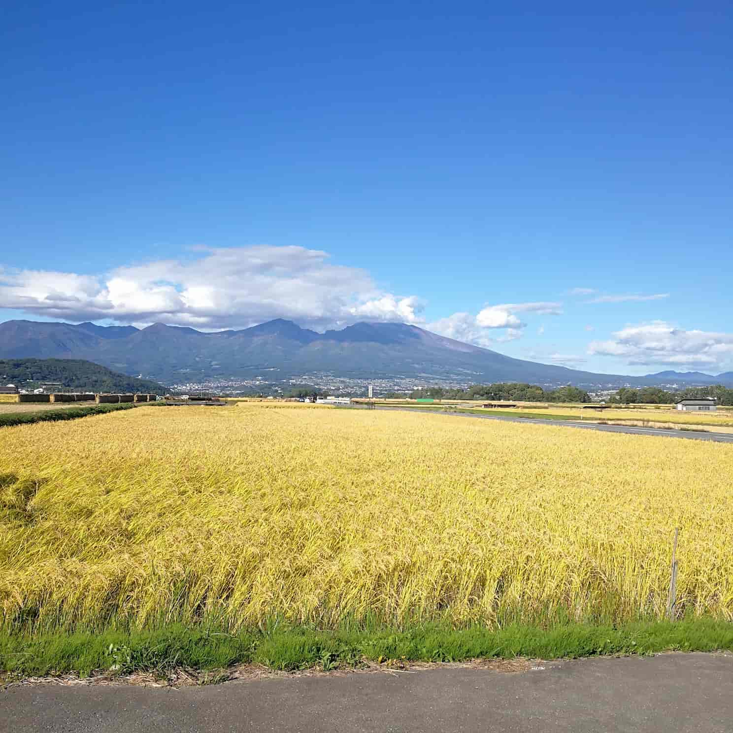 稲穂が実った水田と長野の晴れた日の山の風景